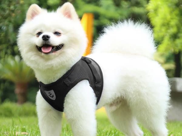 Sele XS med reflekser & line 110 cm sort til hund/kat/kanin