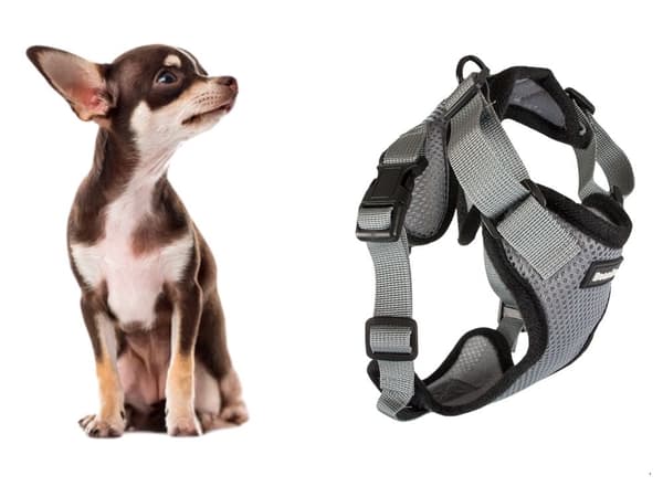 Hundsele S med reflex och avtagbart koppel 150 cm grå