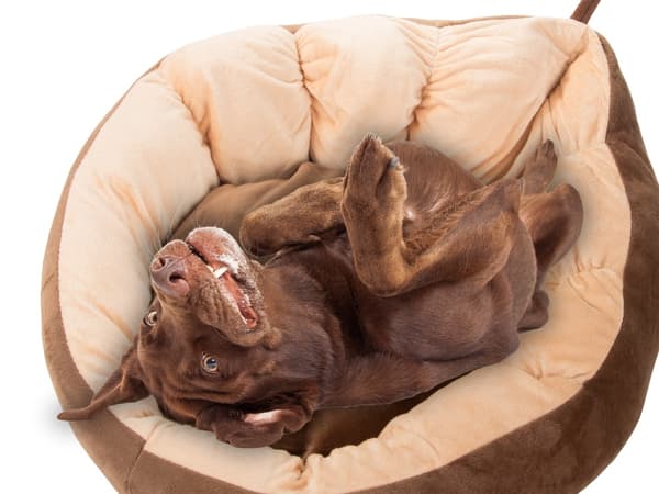 Hundeseng/katteseng plysch bladform 52x45 cm med skridsikker underside