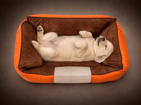 Hunde- og katteseng i polyester S 60x40x18 cm, skridsikker, orange