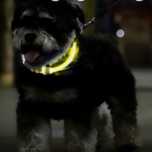 LED-halsband hund/katt USB-C laddbart justerbart 20-70 cm gul