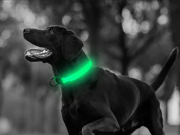 LED-halsbånd hund/kat justerbart 46–59 cm grøn inkl. 2 batterier
