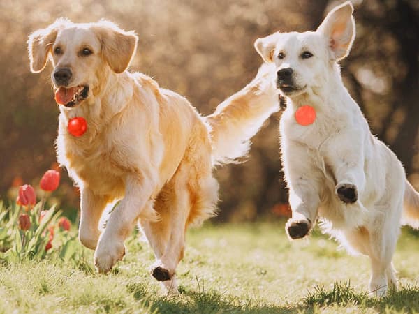 LED-halsbåndsvedhæng til hund/kat rød med metalkrog