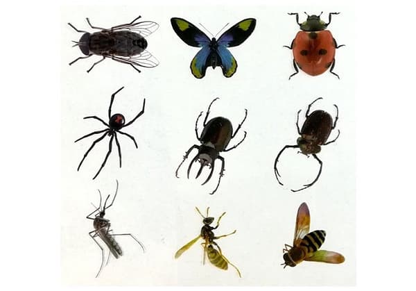 Kreativt set bärnsten med insekter, såpbas och form för barn