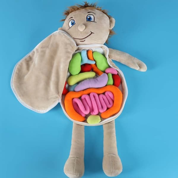 Anatomisk docka med organ 48 cm pedagogisk STEM-leksak 3+