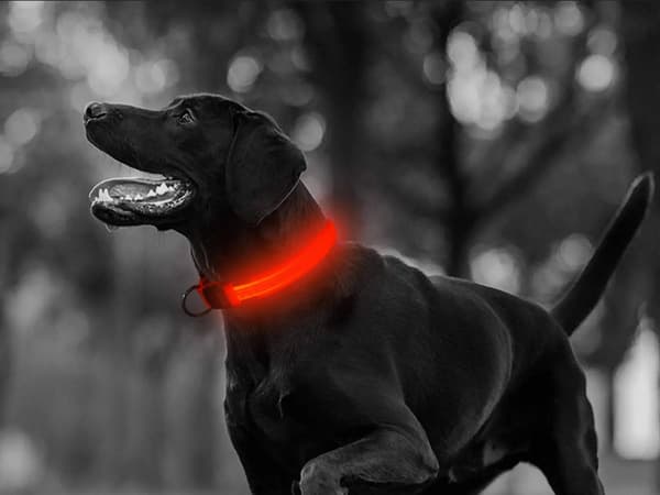 LED-halsbånd hund/kat justerbart 46–59 cm rød inkl. batterier