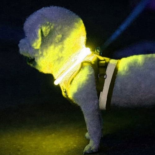LED-halsband hund/katt USB-C laddbart justerbart 20-70 cm gul