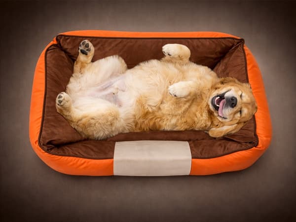 Hundeseng/katteseng polyester skridsikker bund orange str. M 70x55 cm