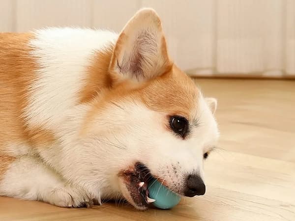 Interaktiv legetøjsbold med LED & fjernbetjening 4 cm USB til kat/hund