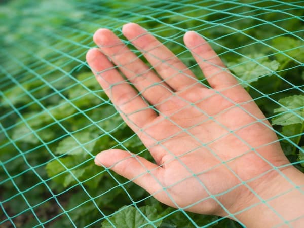 Lintuverkko viljelyyn vihreä muovi 2 x 5 m