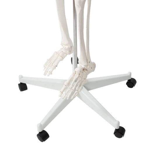 Anatomisk skelet 1:1 180 cm med hjulstativ og støvbeskyttelse