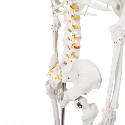 Anatomisk skelet 1:1 180 cm med hjulstativ og støvbeskyttelse