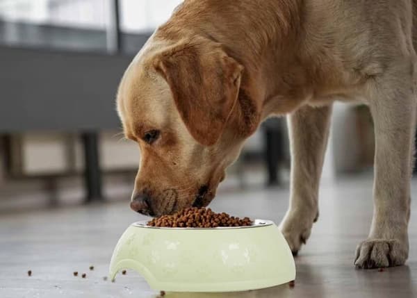 Hund- og kattemadsskål 1,2 L rustfrit stål/plast blandede farver