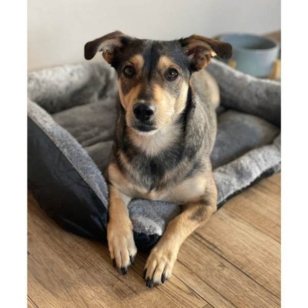 Hundeseng L 65x50x13 cm grå/sort maskinvask 30°C