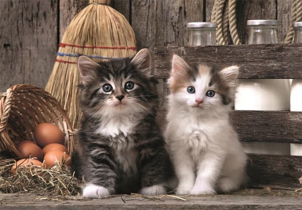 Pussel 1000 bitar Beloved Kittens kattmotiv 69x50 cm