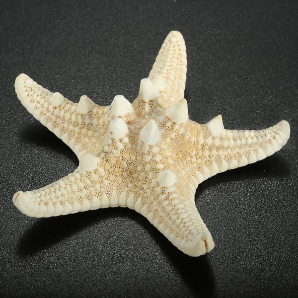 12 stk. Knutede Sjøstjerner 5-7cm Sjøstjerne Strand Bryllup Display Håndverk