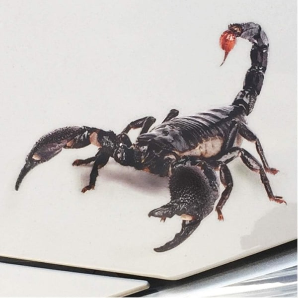 Galaxy Realistisk skorpion bil klistermärke simulering reptil bil klistermärke 1 praktiskt populärt hållbart