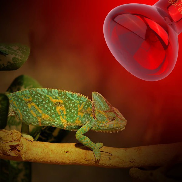 Reptil Lys 75W Infrarød Solbadplass