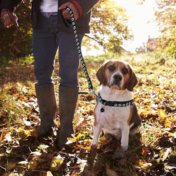 2-pak justerbare hundehalsbånd med snore, quick-release spænder og potetryk til små hunde, katte og killinger, sort/brun