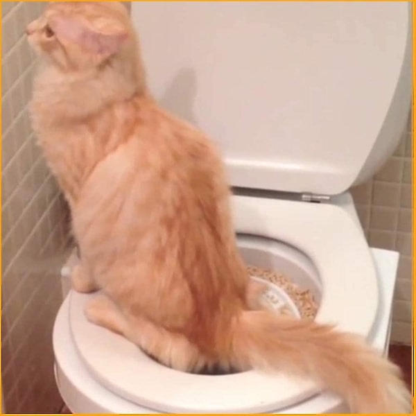 Katttoalettsits Toaletttr?ningssystem Kattl?da Kattl?da Toalettsitstr?ningssystem f?r att v?nja din katt vid toaletten