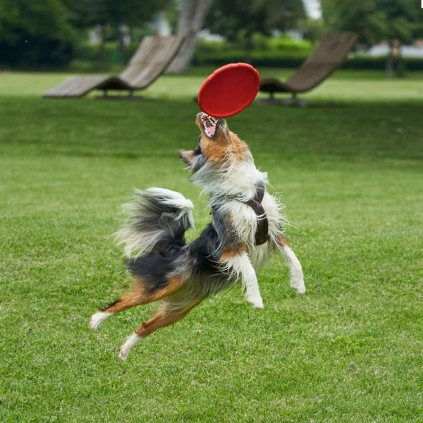 Galaxy Hundfrisbee, 2 kpl 7-tums naturligt gummi flytande hund Frisby flygande fett (gr?n + orange) färg 4