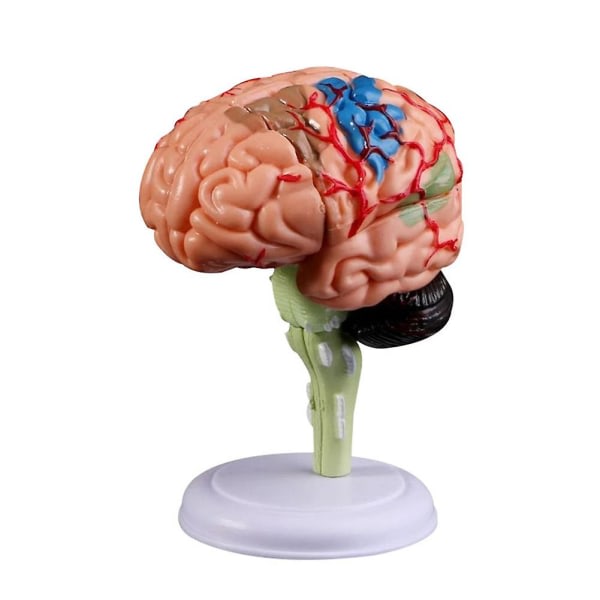 4D Löstagbar anatomisk modell av mänsklig hjärna