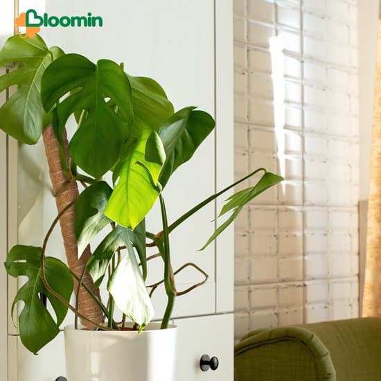 Kokosfiber-moss-stång för växter Monstera, utdragbart växtstöd upp till 150 cm, rötresistent klätterstång, 4-pack 50 cm