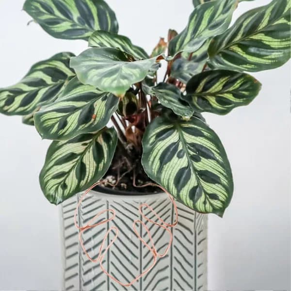 Monstera Växtstöd Aluminium Lövformad Växtbur för Inomhus Utomhus Krukväxter Klätterväxter Koppar copper
