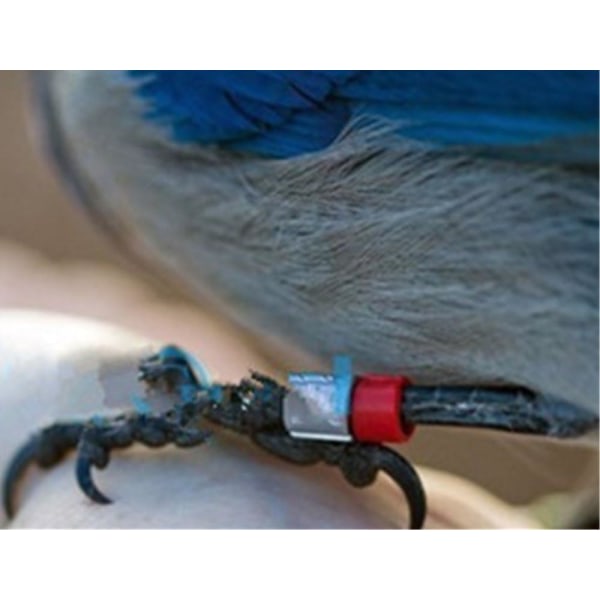 Galaxy 200 st Mix Färg 8 mm fotringband Fågelklämma på benringar för duvaduvakycklingar Bantam