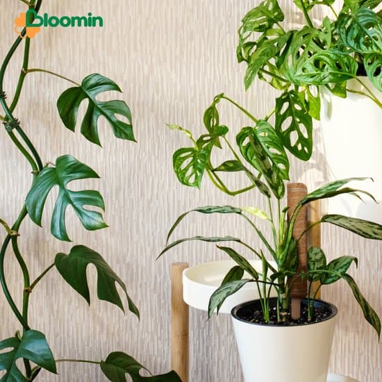 Kokosfiber-moss-stång för växter Monstera, utdragbart växtstöd upp till 150 cm, rötresistent klätterstång, 4-pack 50 cm