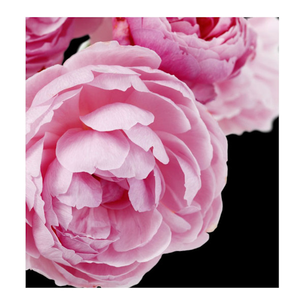 Yodeyma Cheante Eau De Parfum Naisille 15Ml