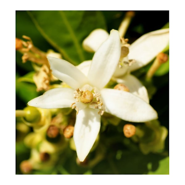 Yodeyma Iris Eau De Parfum Til Kvinder 15Ml