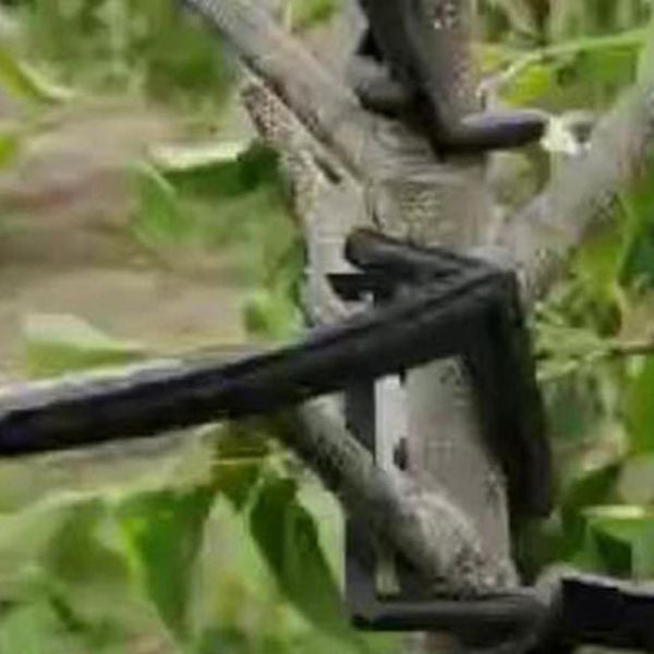 10 Stk Frugttræ Grene Holder Frugtgren Spreder Træ BH Black