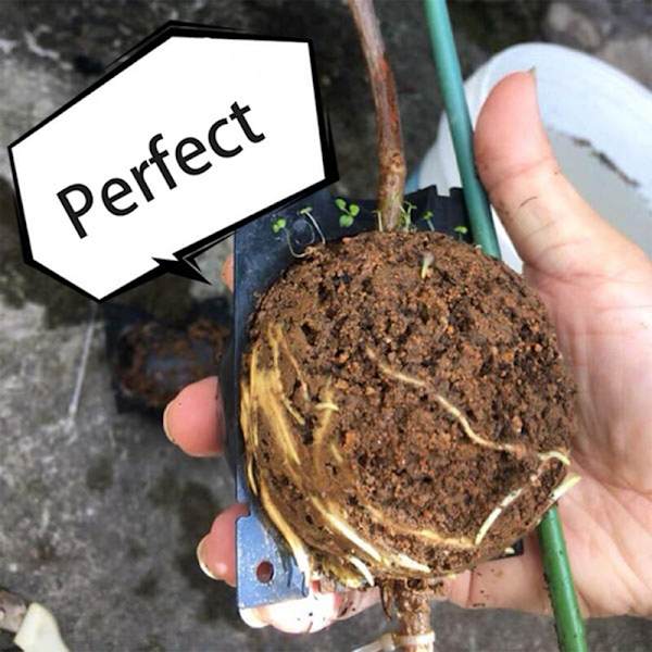 5 st Rooting Device Högtrycksförökning Kullåda som växer S