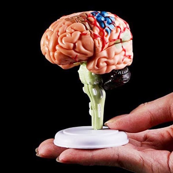 Avtagbar Anatomisk Människans Inre Hjärnmodell Medicinska Skulpturer Undervisningsverktyg