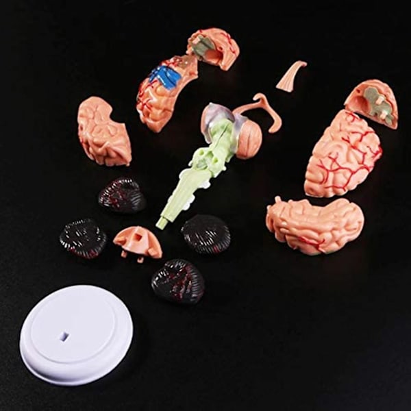 Avtagbar Anatomisk Människans Inre Hjärnmodell Medicinska Skulpturer Undervisningsverktyg