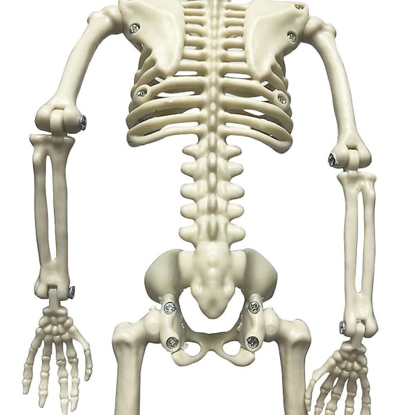 2 kpl Mini Ihmisluuranko Malli - Ihmiskehon Luuranko, Täydellinen Anatomian Tunneille, Realistinen Ja Joustava, 40cm Korkea