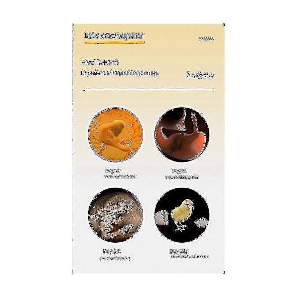Automatisk inkubator för 6 ägg, liten hushållsinkubator, duvinkubator, EU-kontakt från Xiangchong Store