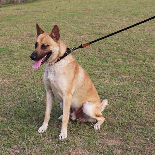 180 cm Starkt Koppell Rosa Hundkoppel
