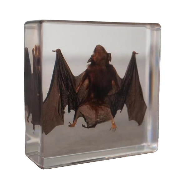 Taxidermy Bat, Real Bat Experiments Eläinnäyte hartsissa luonnontieteiden opetukseen (3 x 3 x 1 tuumaa)