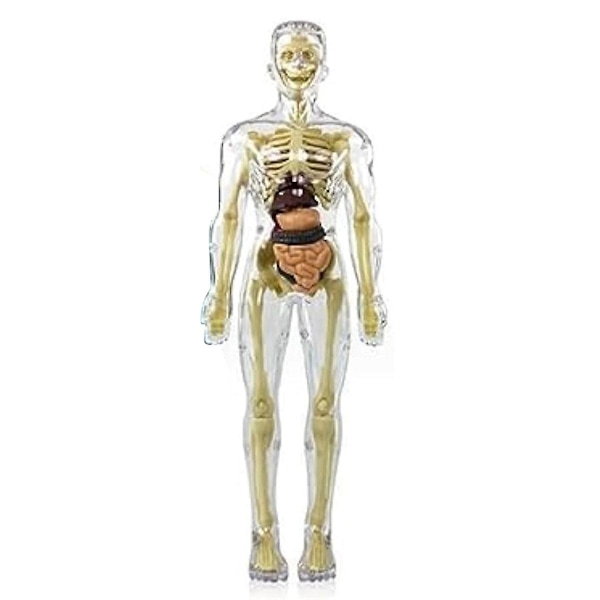 3D Människokroppsmodell Torso Anatomi Skelett, Människokroppsmodell, Avtagbara Delar, DIY Skelett Leksak