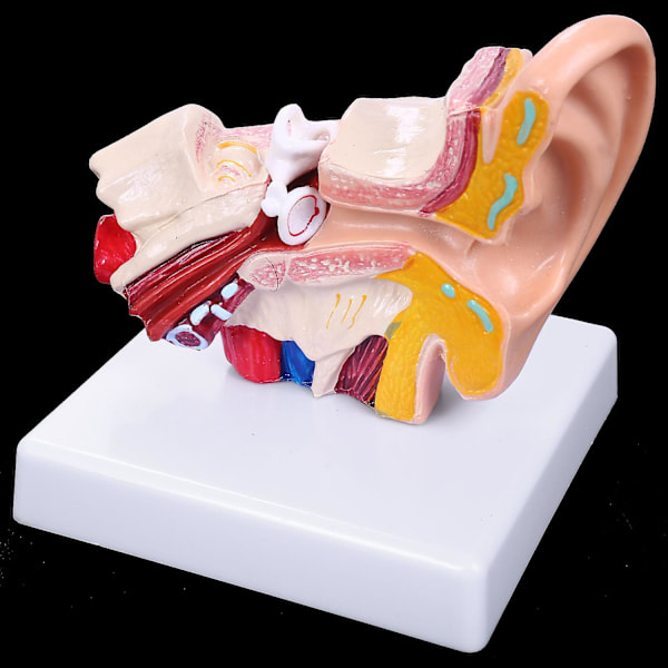 1,5 Gånger Mänsklig Öra Anatomi Modell Visar Organstruktur Av Det Centrala Och Yttre Örat Undervisning