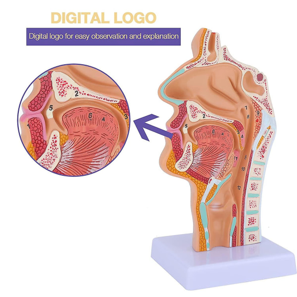 Anatomisk modell av nesehule, svelg og strupehode - Menneskelig anatomisk svelg og strupehodemodell for studenters studie og visning