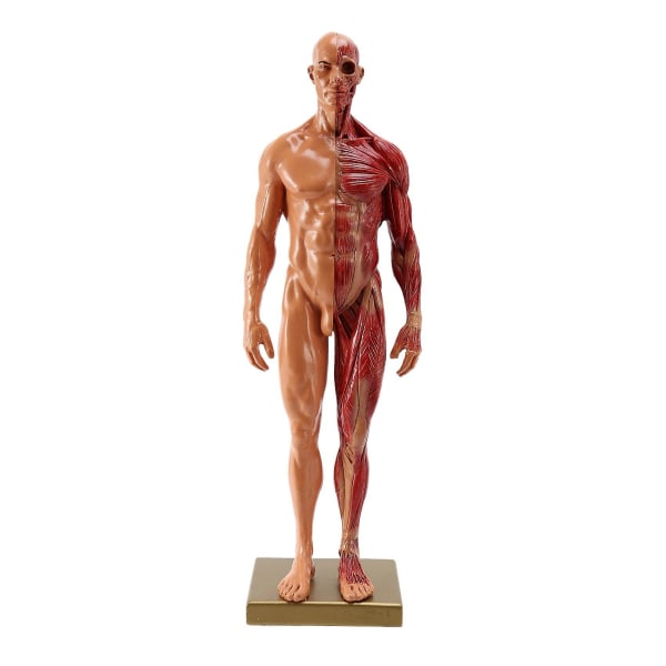 1 stk 30 cm Skulptør Menneskekropp Anatomisk modell CG Muskel Skjelett Maleri Skulptur Undervisning menn