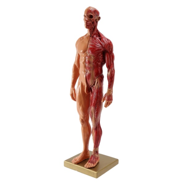 1 stk 30 cm Skulptør Menneskekropp Anatomisk modell CG Muskel Skjelett Maleri Skulptur Undervisning menn