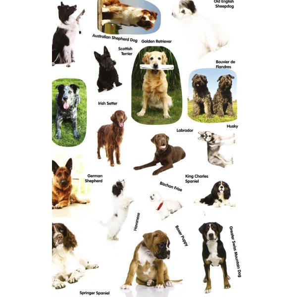 Animal Detectives Dogs Sticker Book NO Multicolor