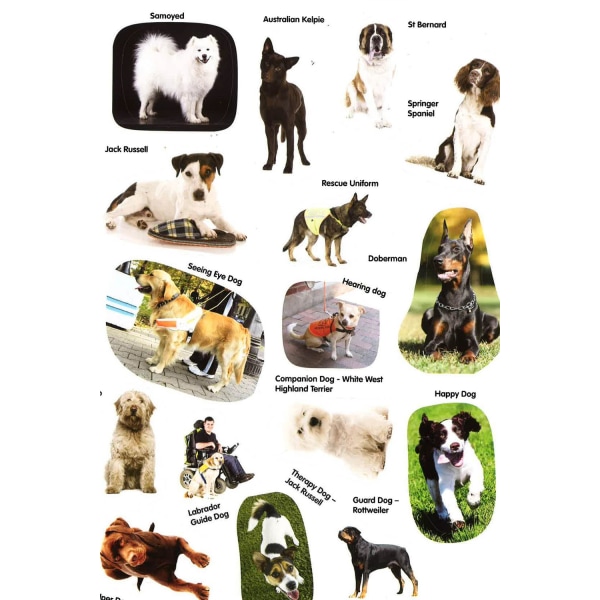 Animal Detectives Dogs Sticker Book EN Multicolor