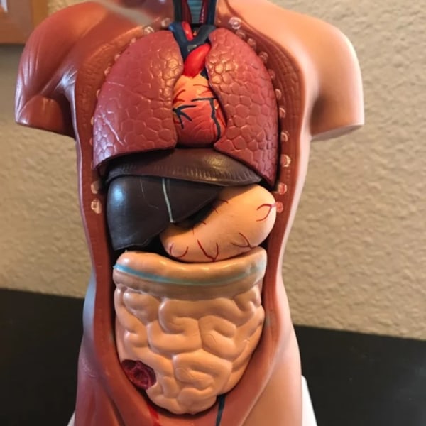 Unisex menneskelig torso krop Anatomi Anatomisk model Internt organ A 28CM