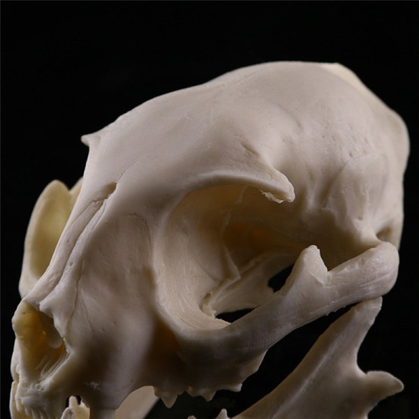 Realistisk Cat Skull Resin Model Replika Dekorative Unikke Gaver White One Size