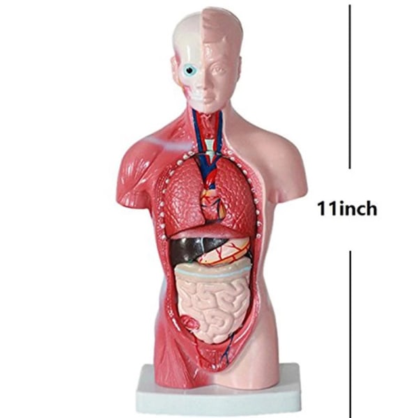 Unisex menneskelig torso krop Anatomi Anatomisk model Internt organ A 28CM